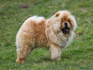 Chow Chow dogs Handsome Shaded Red Hungarian Import at stud - Advert 4