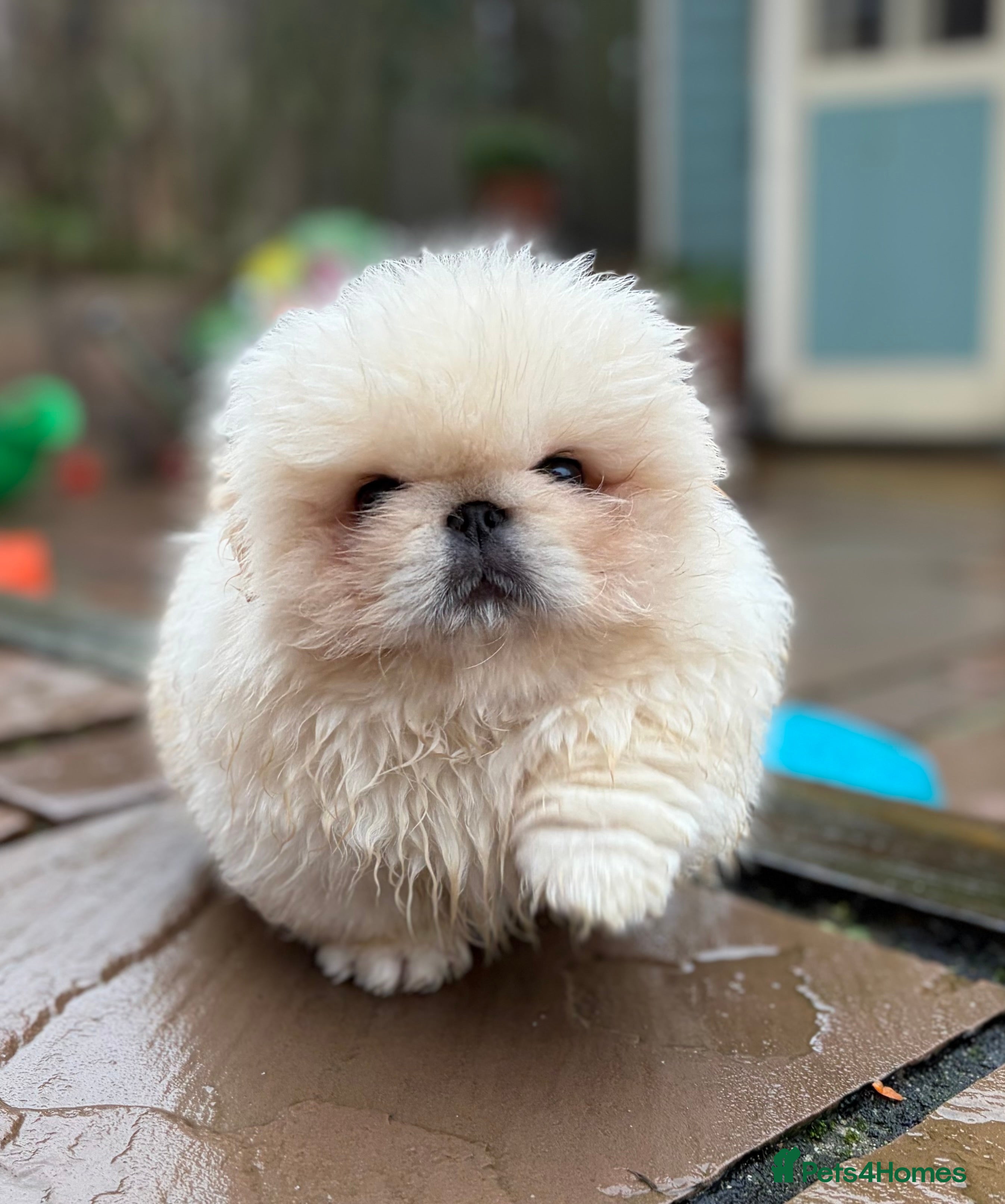 Pekingese dogs Biggiwigs Pekingese Puppy Availability - Advert 1