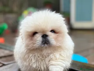 Pekingese dogs Biggiwigs Pekingese Puppy Availability - Advert 1