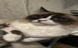 Ragdoll cats for sale: Female Ragdoll  - Image 3