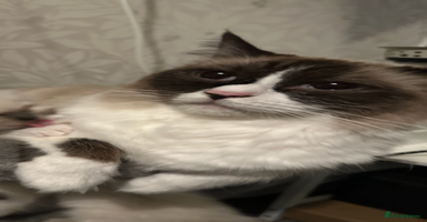 Ragdoll cats - Advert 1