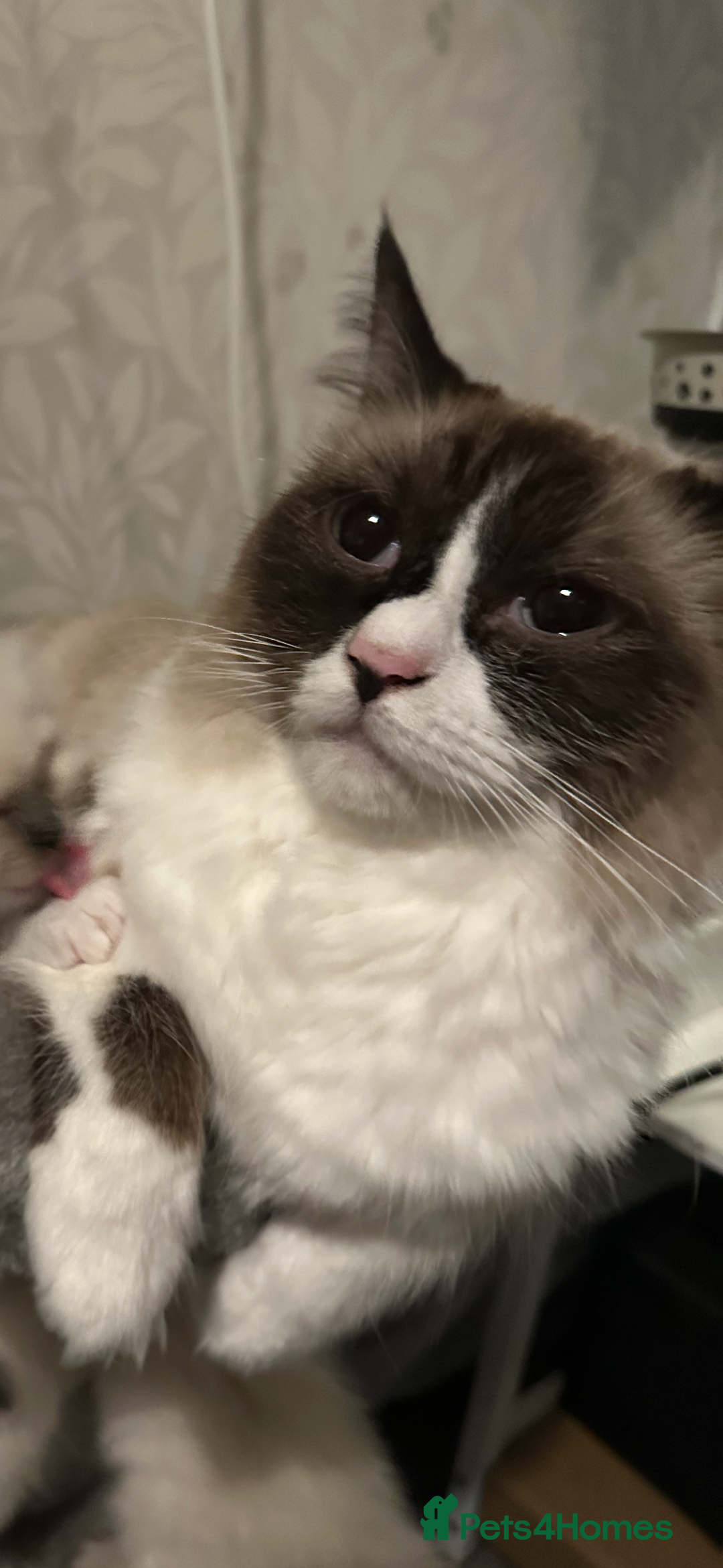 Ragdoll cats for sale: Female Ragdoll  - Image 3