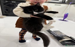 Mixed Breed cats for sale: Our Beautiful Dice - Image 2