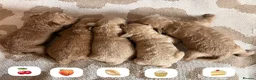 Miniature Poodle dogs for sale: 🤎🐶miniature poodles🐶🤎 - Advert 6