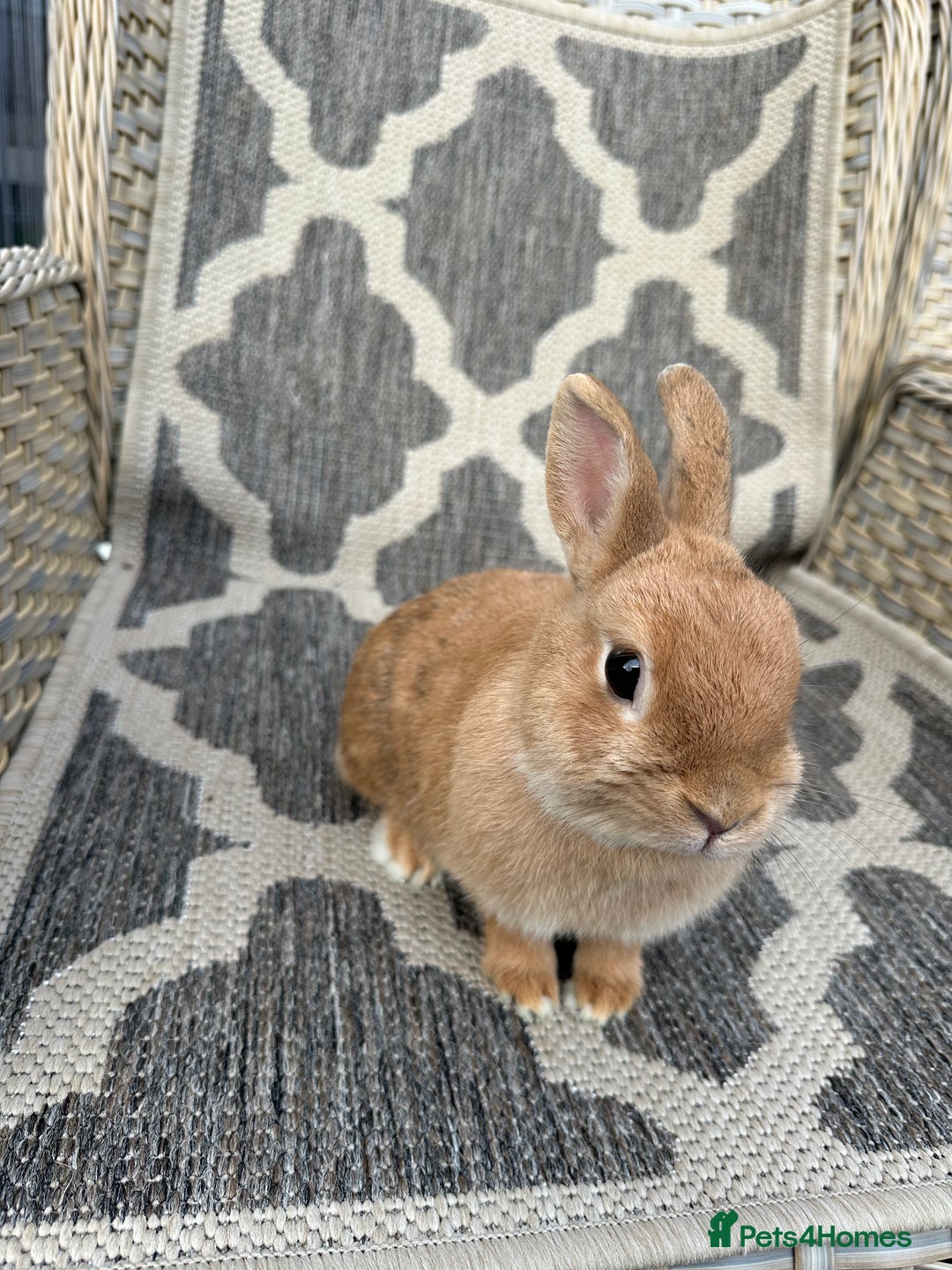 Netherland Dwarf rabbits for sale: Adult Netherlands dwarf doe. - Image 3