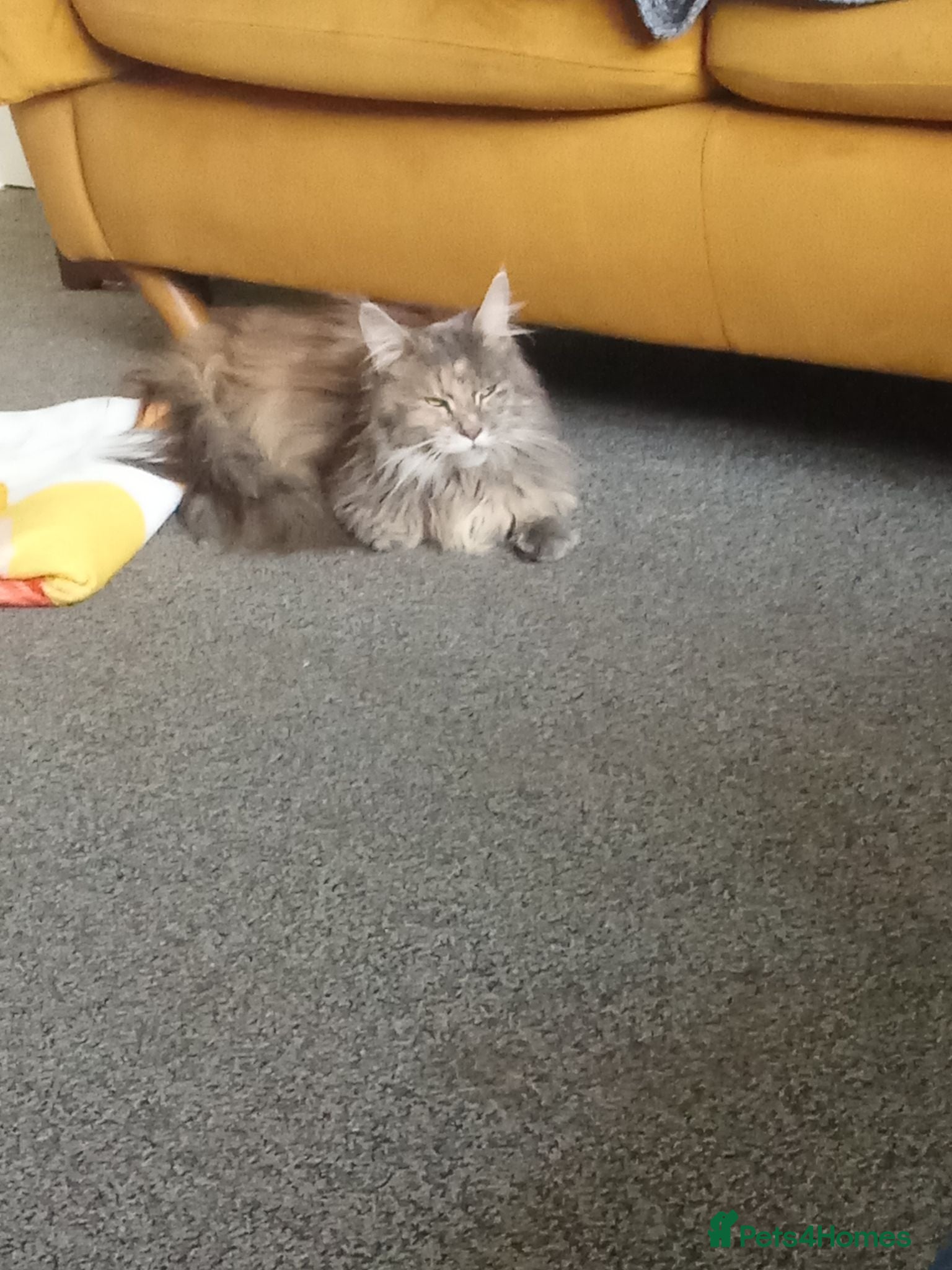 Maine Coon cats 2 year old female Maine coon  - Advert 3
