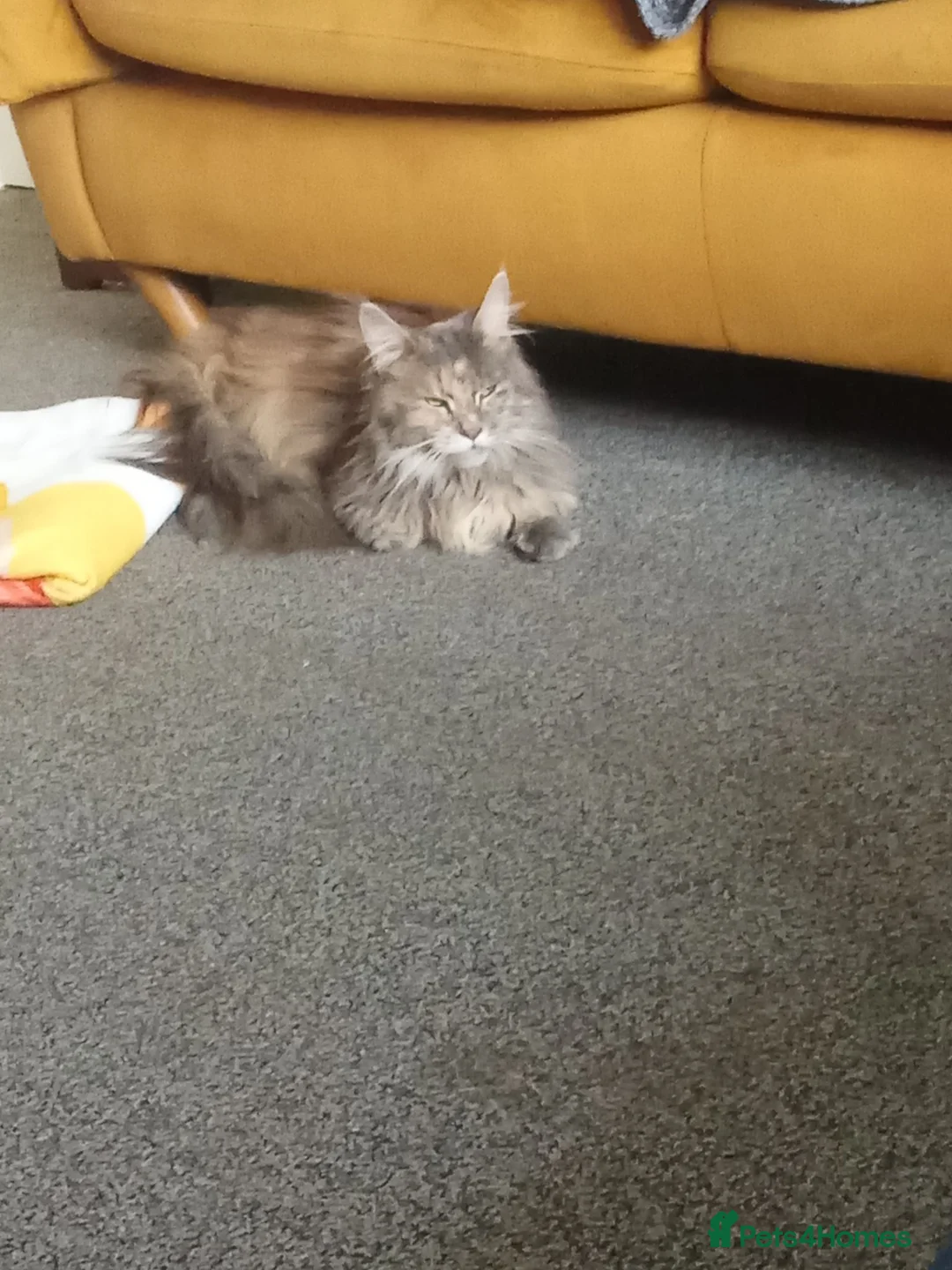 Maine Coon cats for sale: 2 year old female Maine coon  in Stockport - Advert 1
