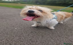 Mixed Breed dogs for sale: Beautiful boys  - Image 10