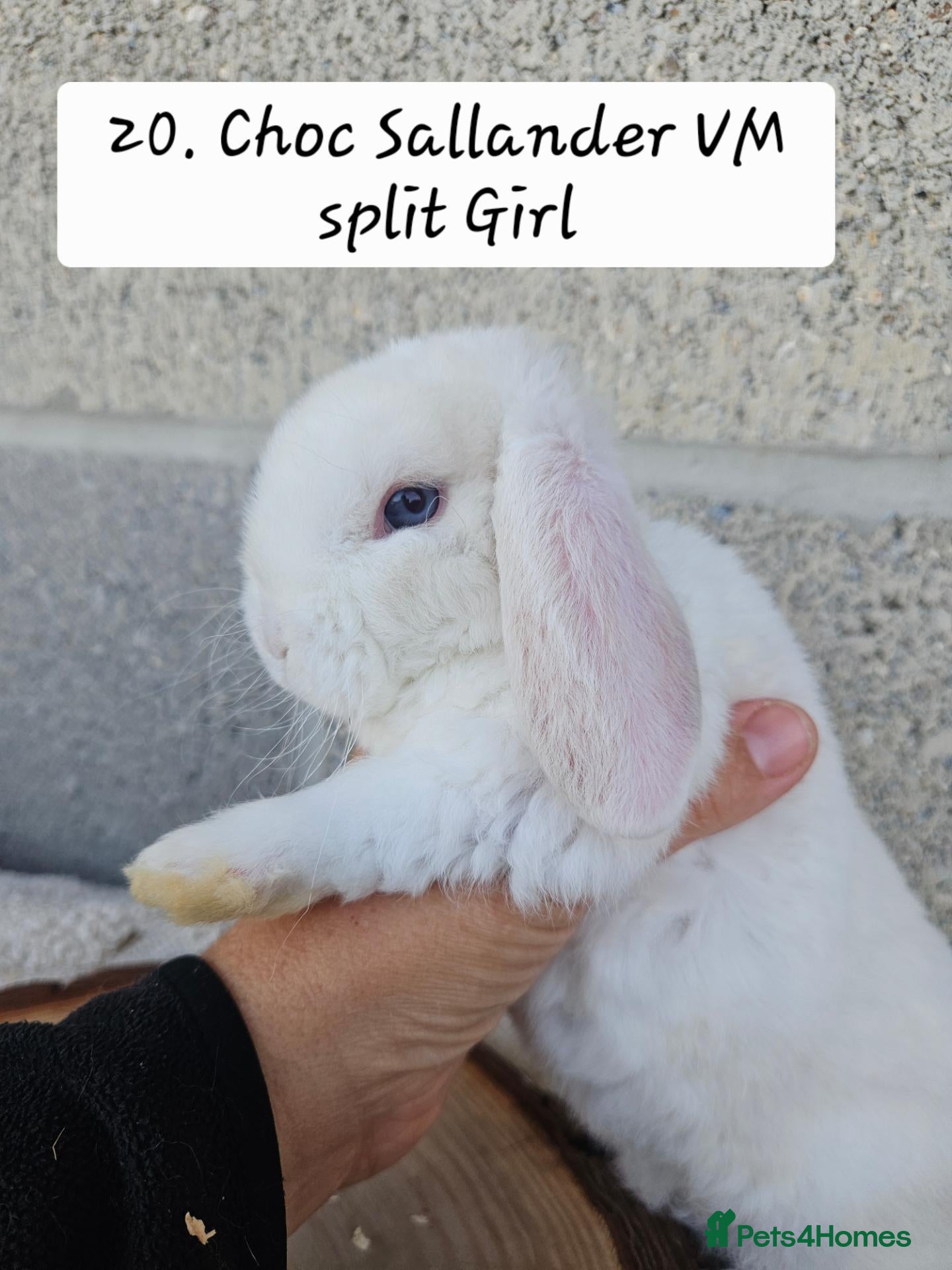 French Lop rabbits 🐻 Ad 2 PUREBRED MINI PLUSH LOPS 💕 - Advert 1