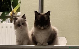 Ragdoll cats for sale: Gorgeous fluffy Ragdoll boy - Advert 2