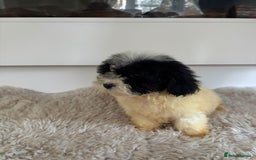 Cavachon dogs for sale: Little of cavachon pups for sale  - Advert 5