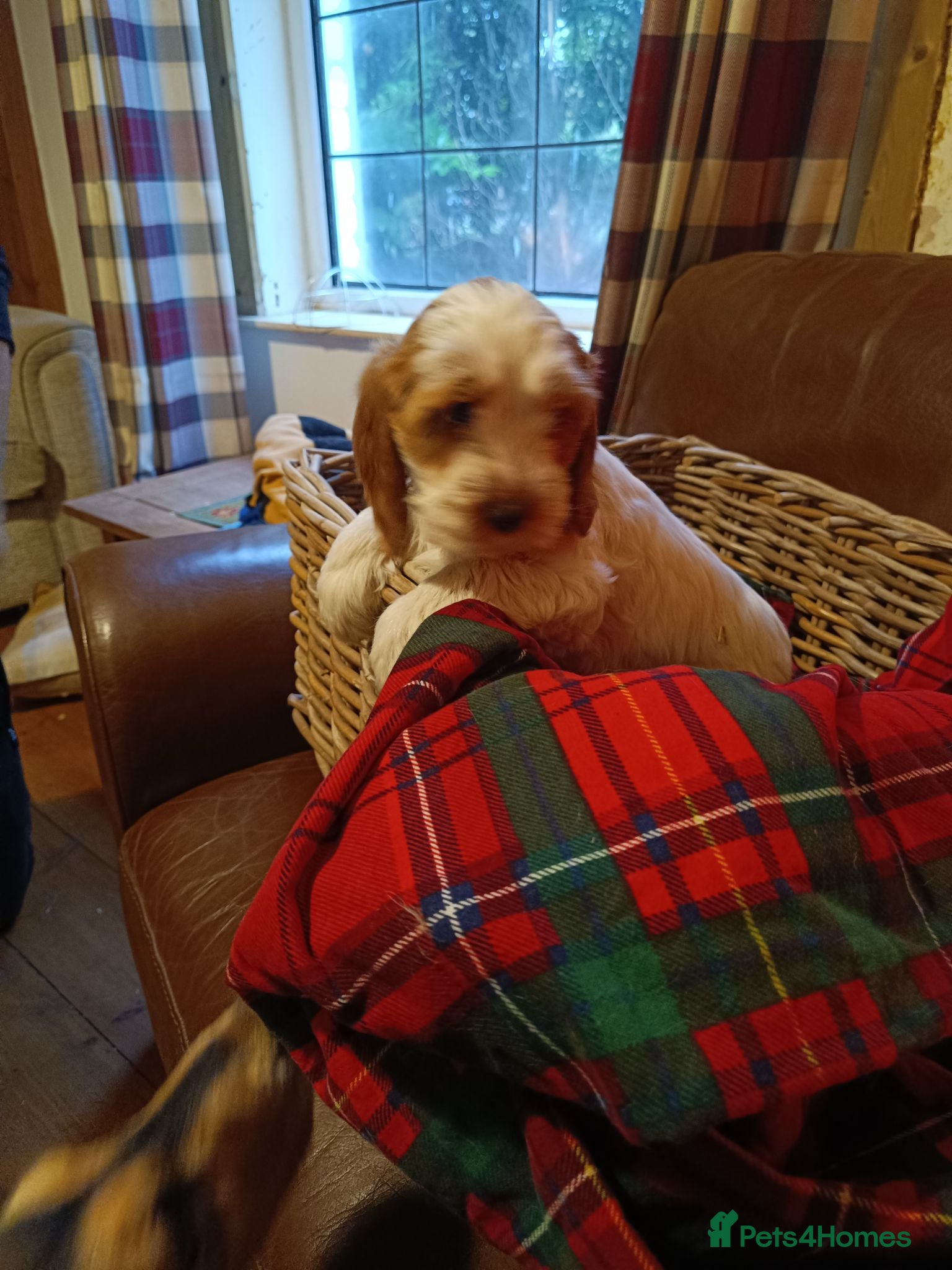 Cockapoo dogs Cockapoo Puppies available from Today - Advert 1