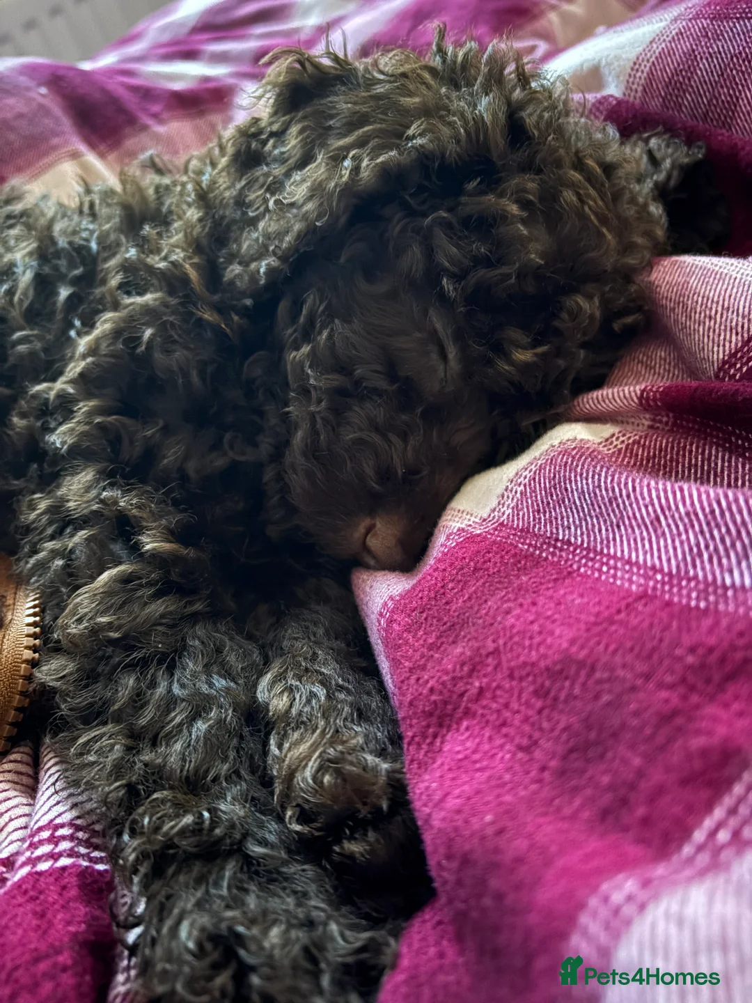 Cockapoo dogs for sale: Gorgeous brown cockapoo  in Ipswich - Advert 5