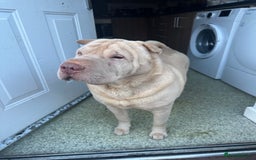 Shar Pei dogs for sale: Simba  - Image 5