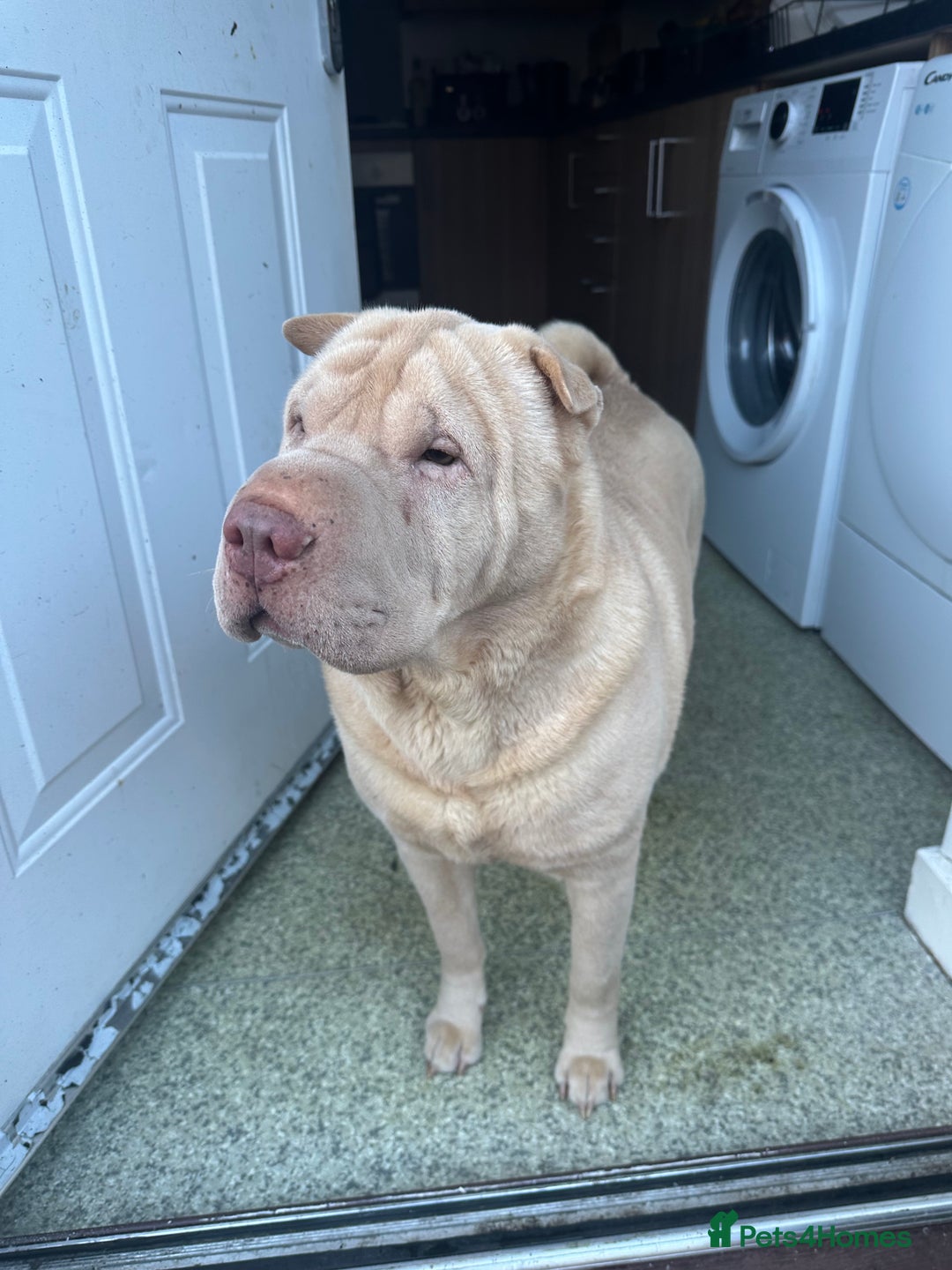 Shar Pei dogs for sale: Simba  - Image 5
