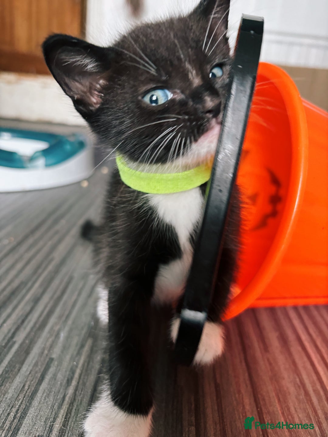 Ragdoll cats for sale: Stunning Kittens *Ready now!* - Image 20