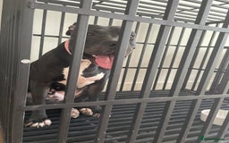 Mixed Breed dogs for sale: Dior  - Image 13