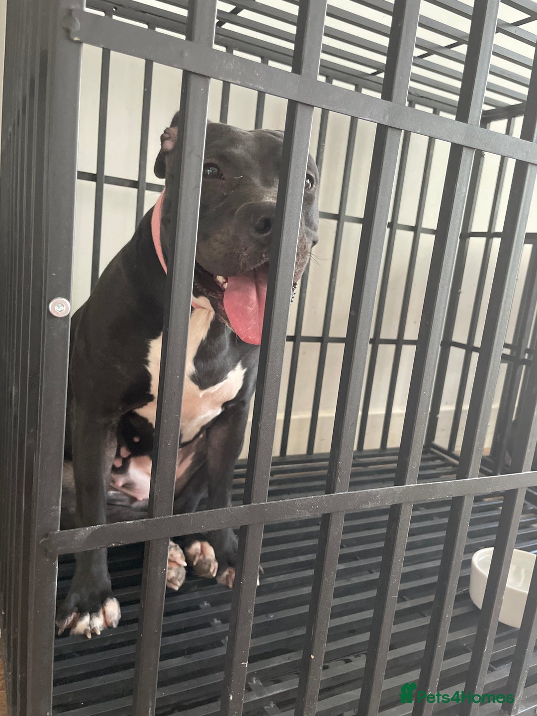 Mixed Breed dogs for sale: Dior  - Image 13