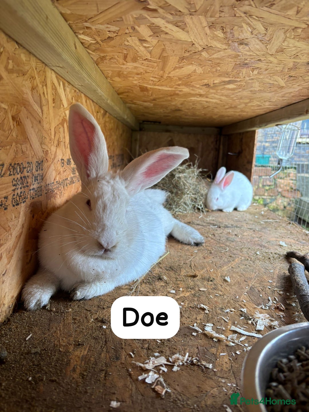 New Zealand rabbits for sale: Rabbits New Zealand white Breeding Pair, Adult - Advert 8