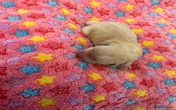 Labrador Retriever dogs for sale: Beautiful pedigree golden Labradors  - Image 21