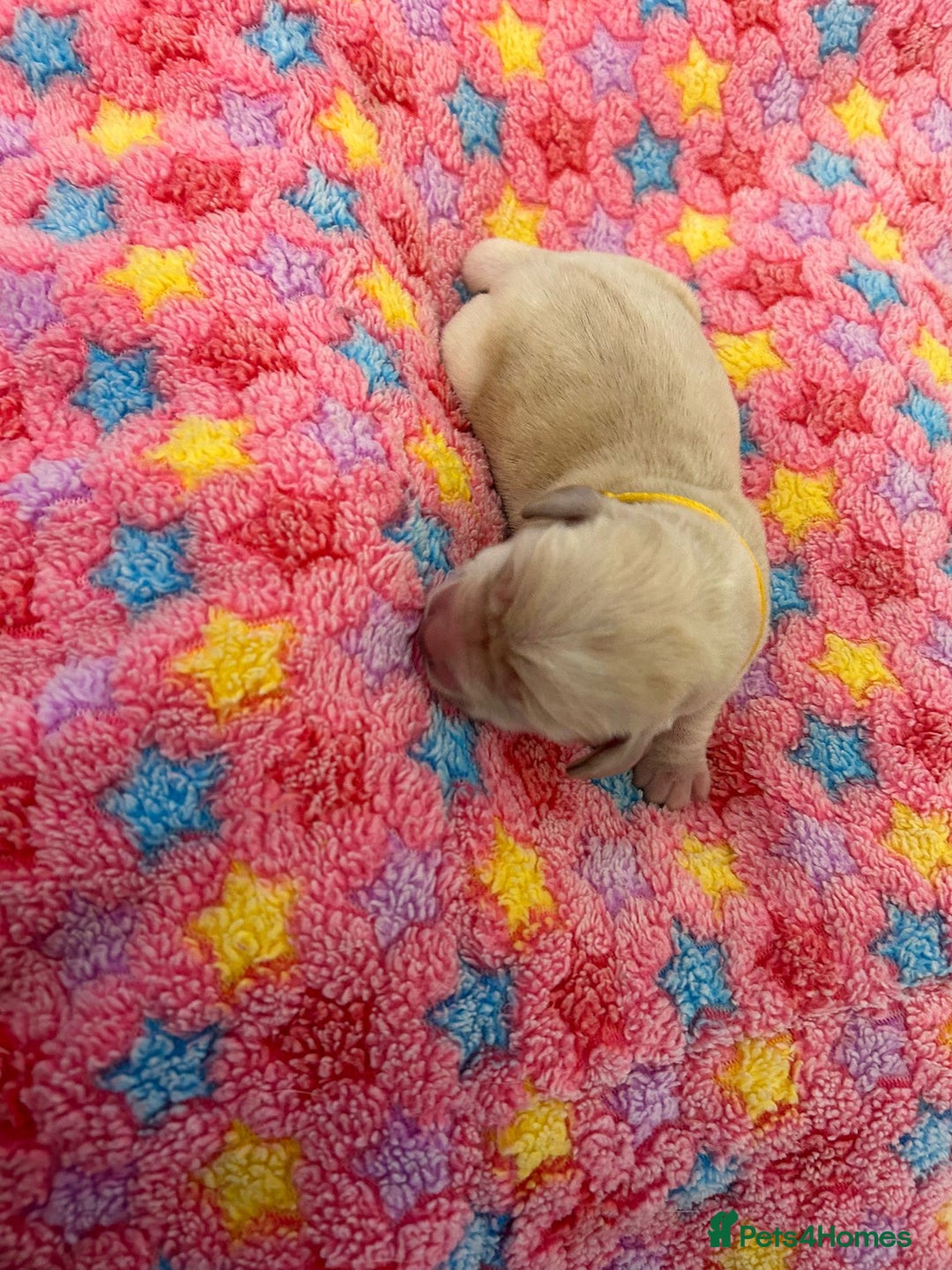 Labrador Retriever dogs for sale: Beautiful pedigree golden Labradors  - Image 21