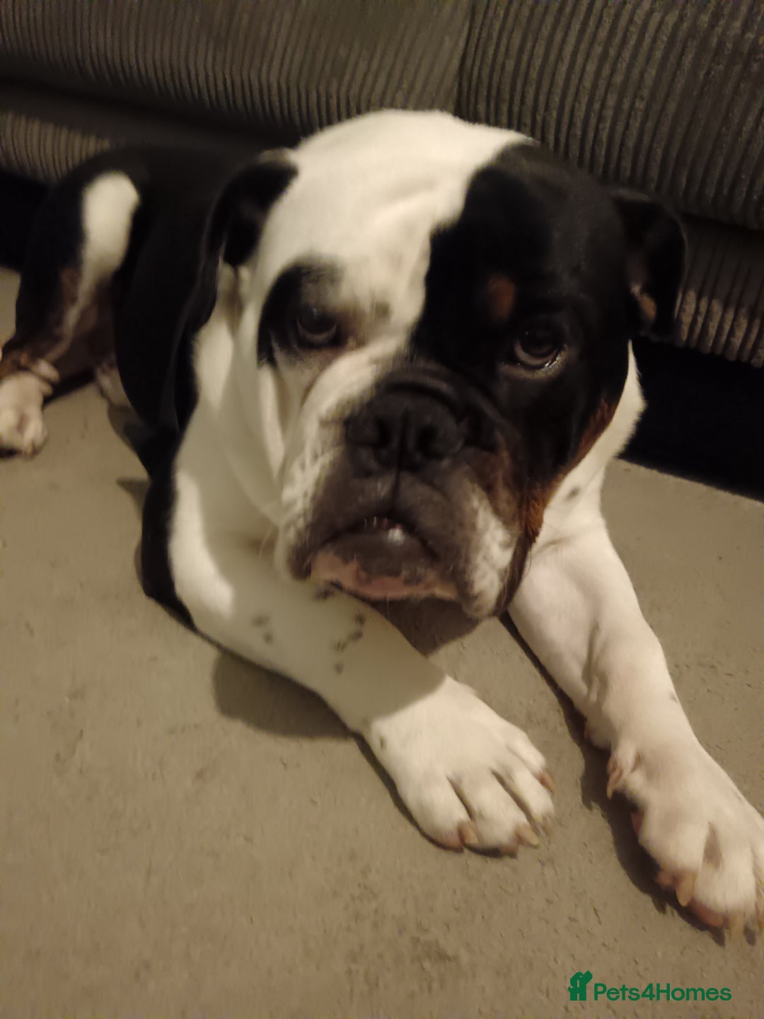 English Bulldog dogs for sale: Frank - Advert 5