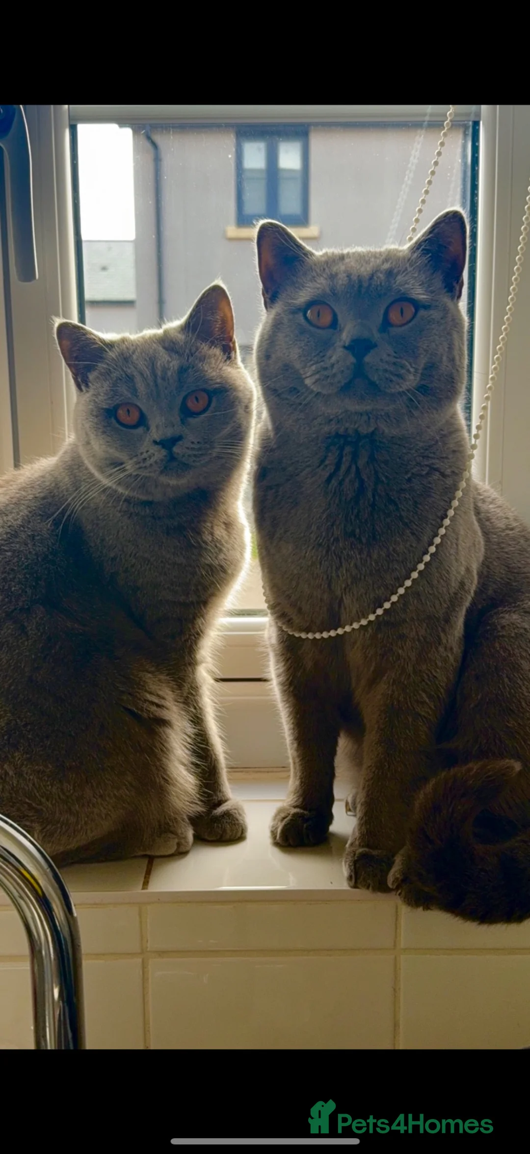 British Shorthair cats for sale: British blue pedigree kittens - Advert 4