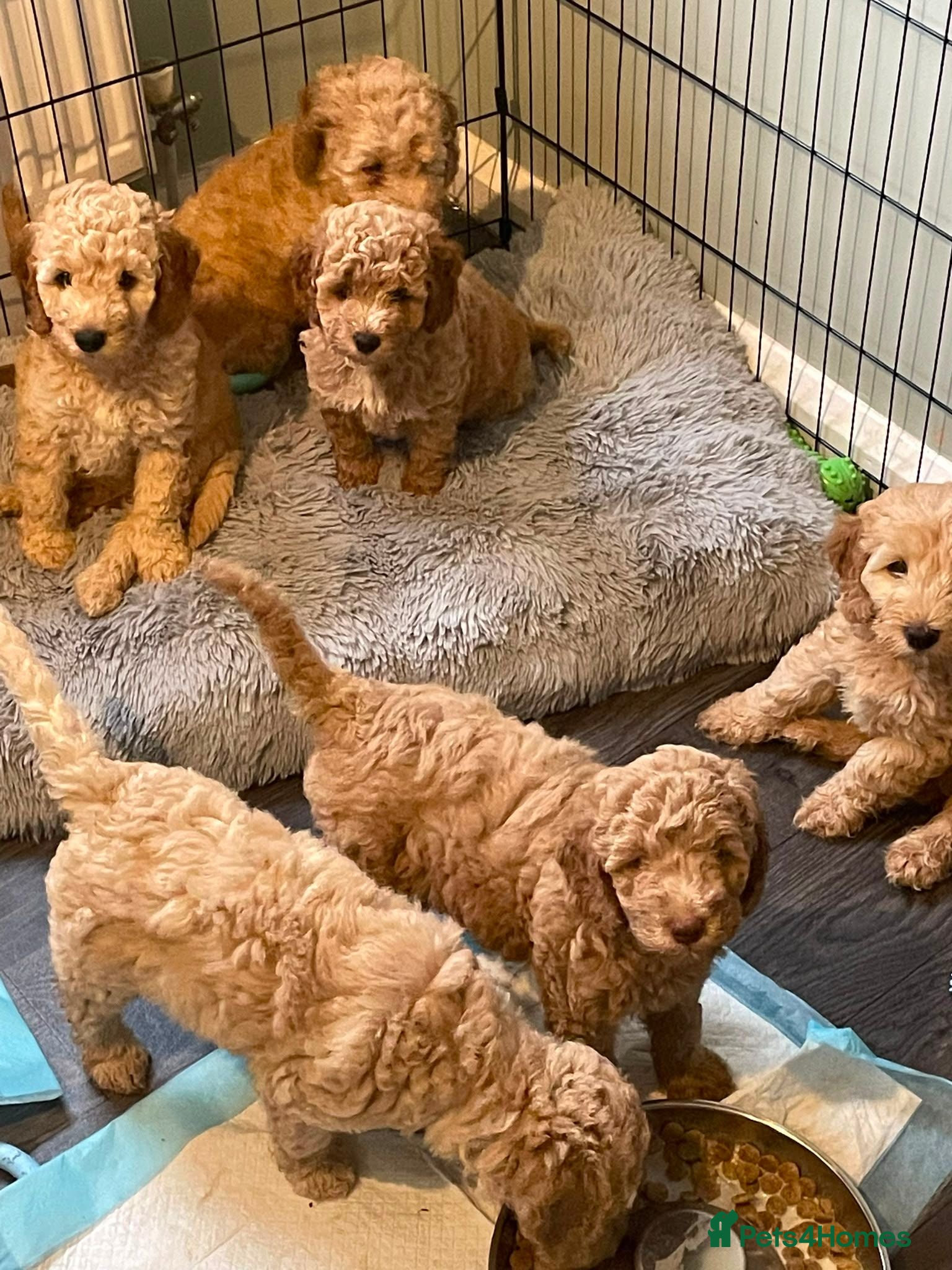 Mixed Breed dogs Adorable Cockapoo x  Labradoodle puppies - Advert 13