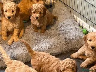 Mixed Breed dogs Adorable Cockapoo x Labradoodle puppies - Advert 13