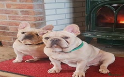 French Bulldog dogs for sale: KC French Bulldog 9 week puppy, fluffy, tan - Image 5
