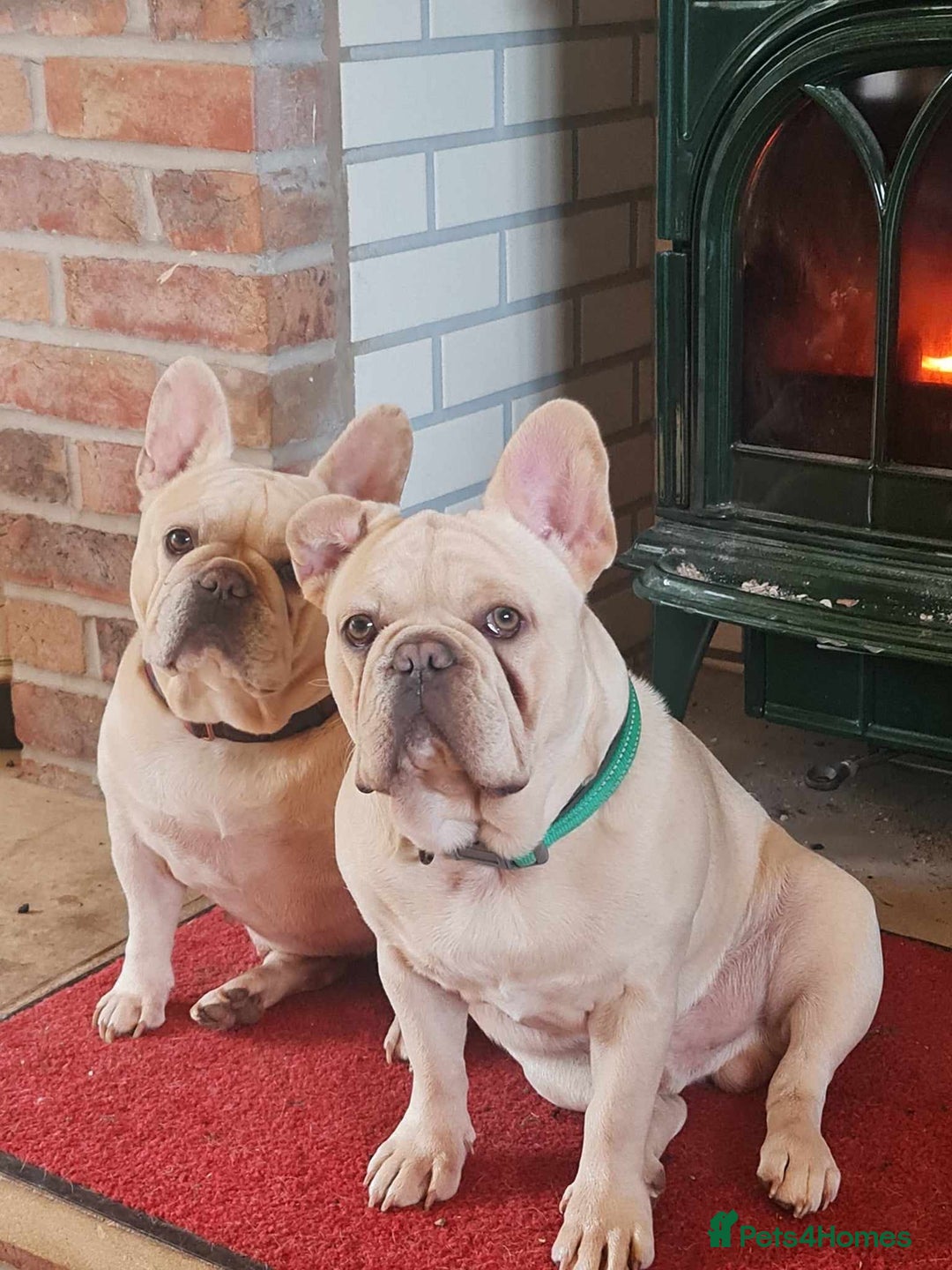 French Bulldog dogs for sale: KC French Bulldog 9 week puppy, fluffy, tan - Image 5