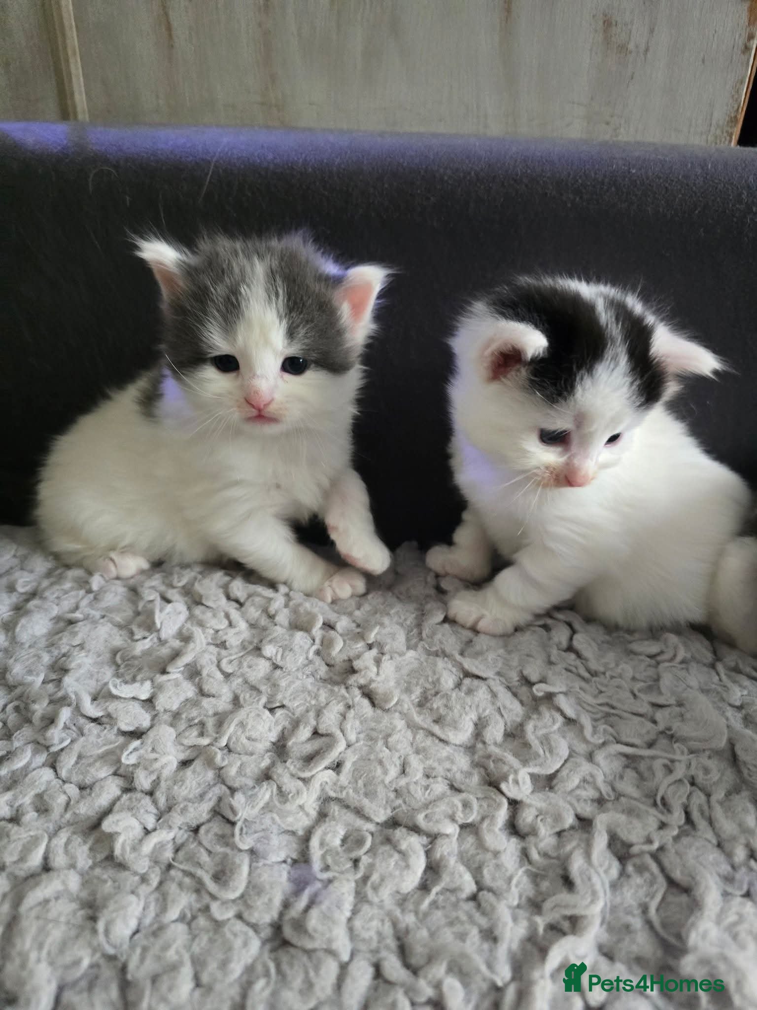 Mixed Breed cats 2 kittens looking their forever home - Advert 13