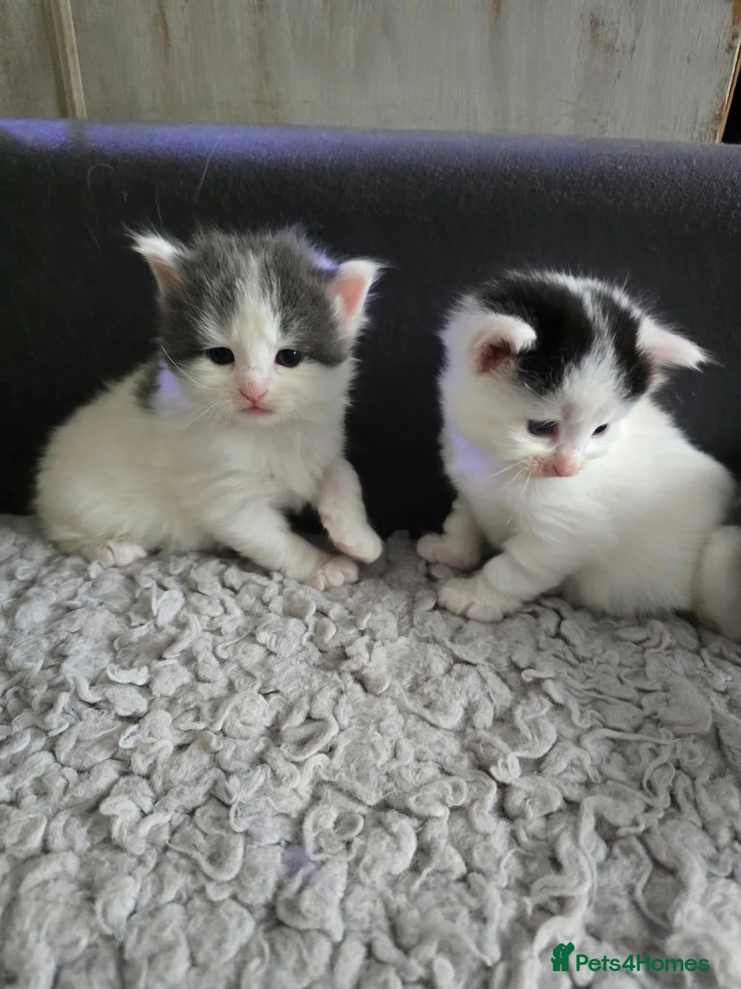 Mixed Breed cats for sale: 3 mixed breed kittens looking their forever home - Advert 5