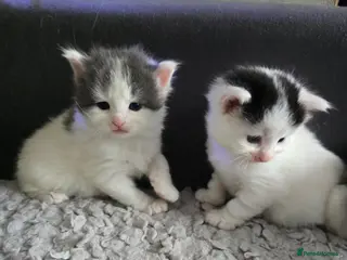 Mixed Breed cats 2 kittens looking their forever home - Advert 5