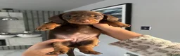 Miniature Dachshund dogs for sale: Miniature Dachshund in Leyland - Advert 9