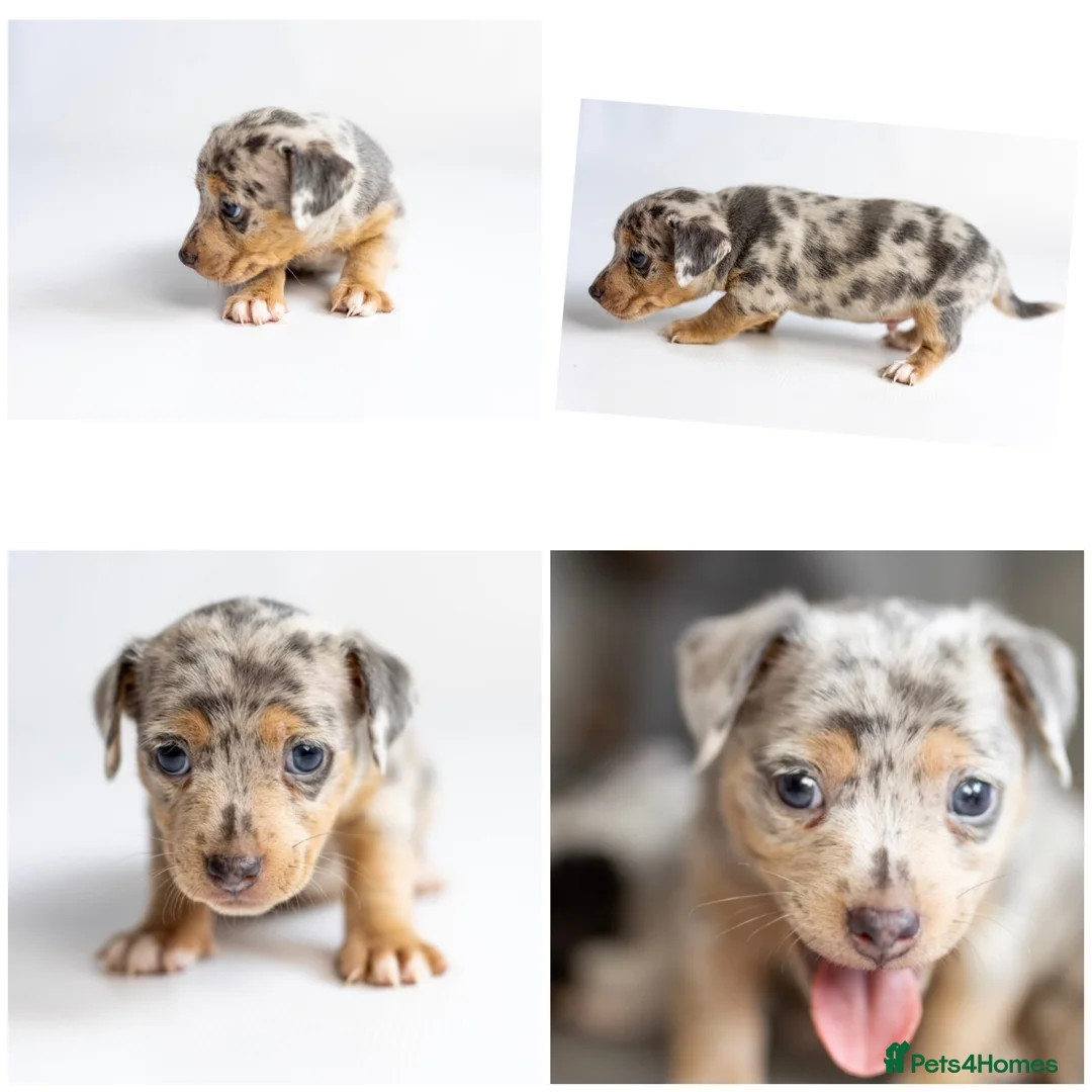 Jack Russell dogs for sale: Jack Russell puppies Rainbow 🌈 litter  in Hatfield - Advert 10