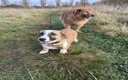 Mixed Breed dogs for adoption: SWEET LITTLE NOVA  - Image 3