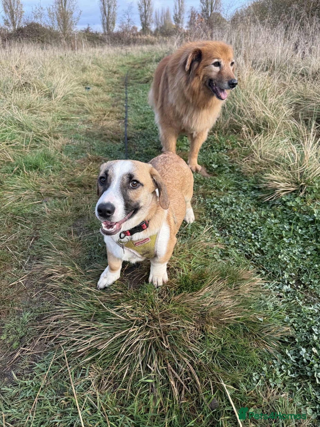 Mixed Breed dogs for adoption: SWEET LITTLE NOVA  - Image 3