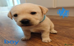 Labrador Retriever dogs for sale: Labrador Retriever Puppies - Image 4