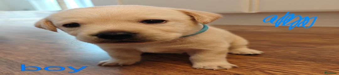 Labrador Retriever Puppy 4