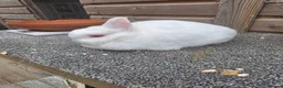 Netherland Dwarf rabbits for sale: Netherland Dwarf kits black otter, agouti vienna  - Advert 6