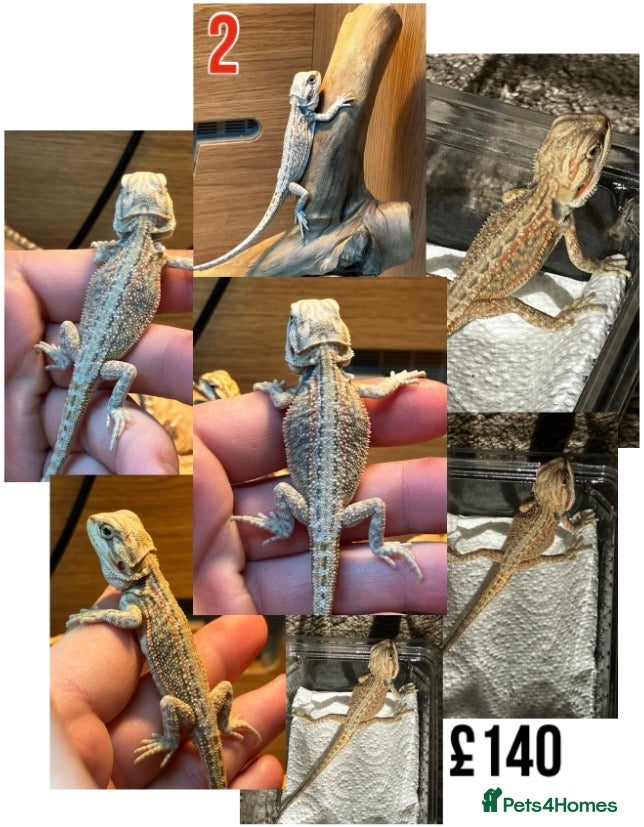 Bearded Dragon reptiles for sale: Baby Bearded Dragons For Sale! - Advert 3