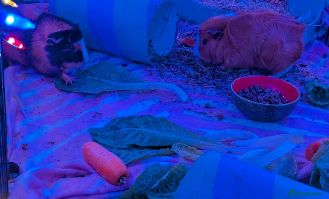 Guinea Pig rodents for sale: Two female guinea pigs - Advert 4