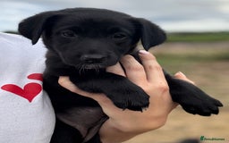 Borador dogs for sale: Beautiful intelligent Borderdors for sale  - Image 7