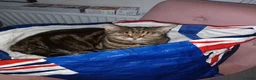 Mixed Breed cats for sale: Kitten's  in Stockport - Advert 1
