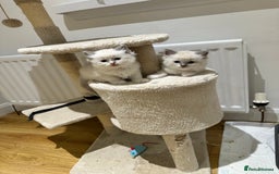 Ragdoll cats for sale: Ragdoll pure breed  - Image 6