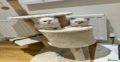 Ragdoll cats - Advert 3