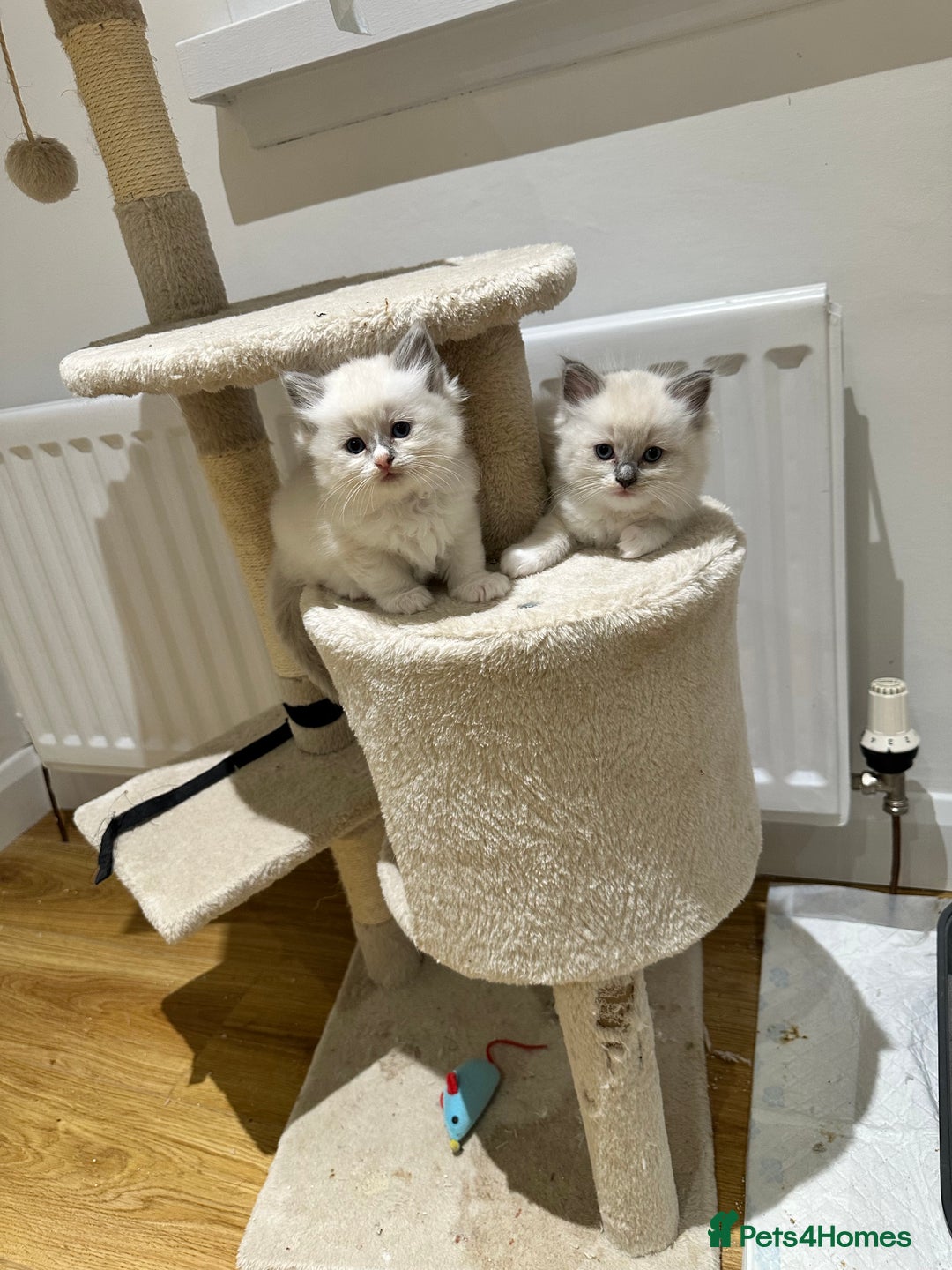 Ragdoll cats for sale: Ragdoll pure breed  - Image 6