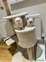 Ragdoll cats - Advert 4