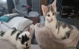 Mixed Breed cats for sale: Loving kittens for sale - Image 7